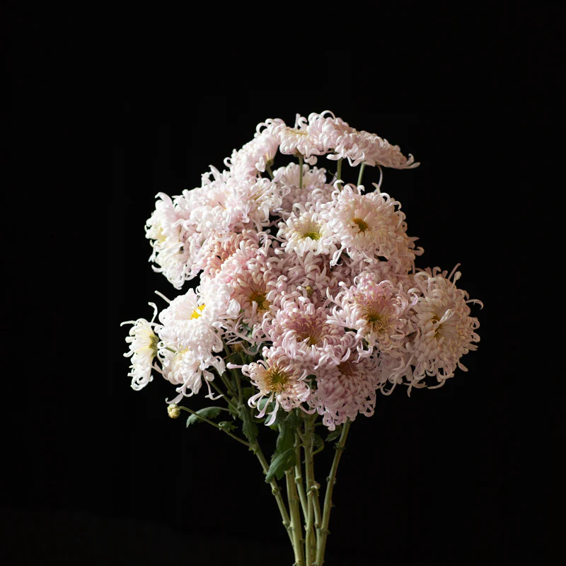 Chrysanthemums